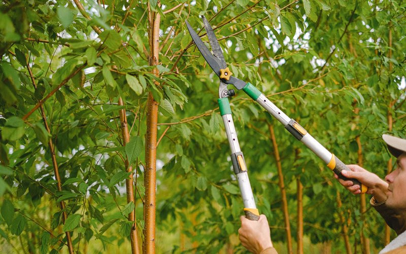 Tree trimming in Hazel, KY